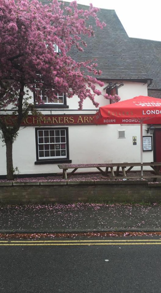 The Coachmakers Arms, Best Pub In Newport Pagnell A beautiful tree in full blossom next to The Coachmakers Arms pub